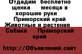 Отдадим  бесплатно щенка 1,5 месяца в хорошие руки. - Приморский край Животные и растения » Собаки   . Приморский край